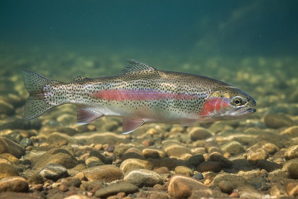 Alabalık avı nasıl yapılır rehberi