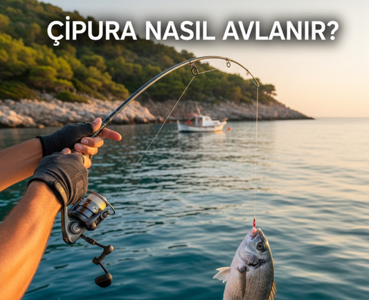 Çipura Nasıl Tutulur? Ekipman ve Yöntem Tavsiyeleri
